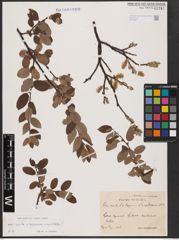 Foto von Salix aurita L. x Salix lapponum L. x Salix myrtilloides L.